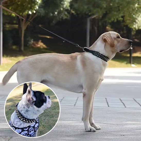 collier cuir chien - Mon chien confortable