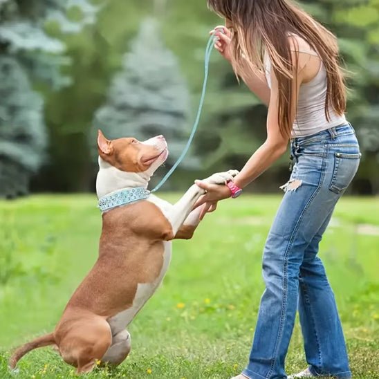 collier cuir chien - Mon chien confortable