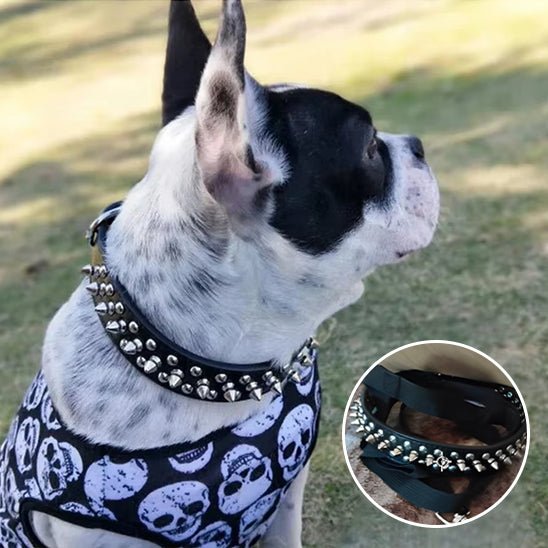 collier cuir chien - Mon chien confortable