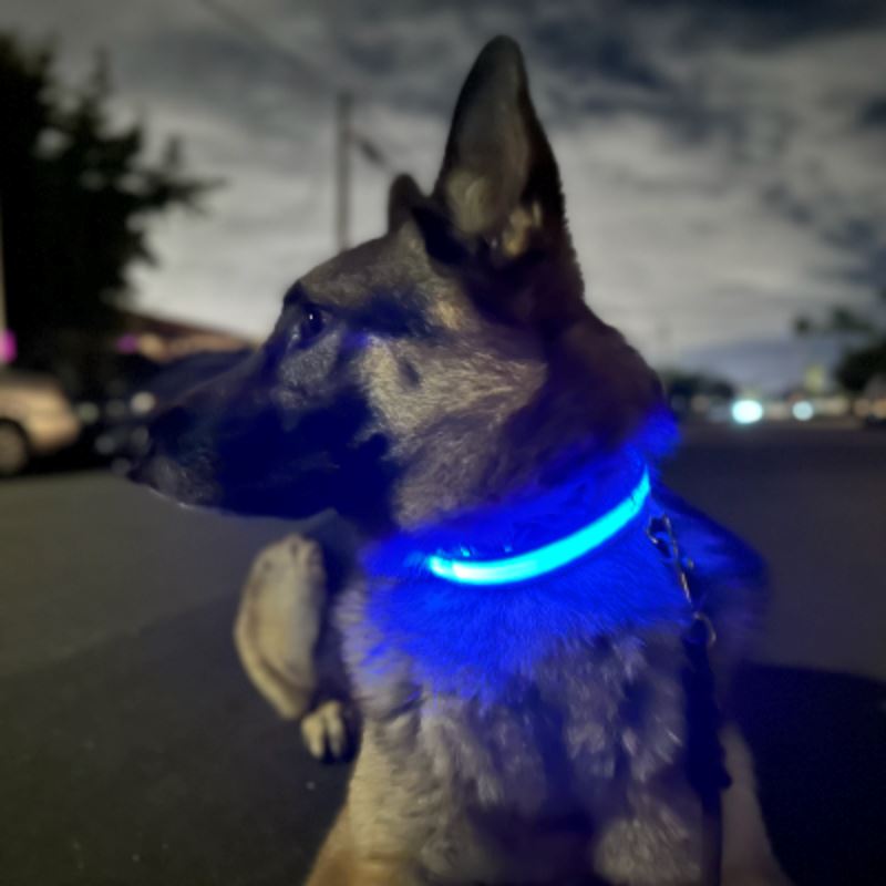 Collier de Chien - LEDCollarDog™ - Bleu - Mon chien confortable