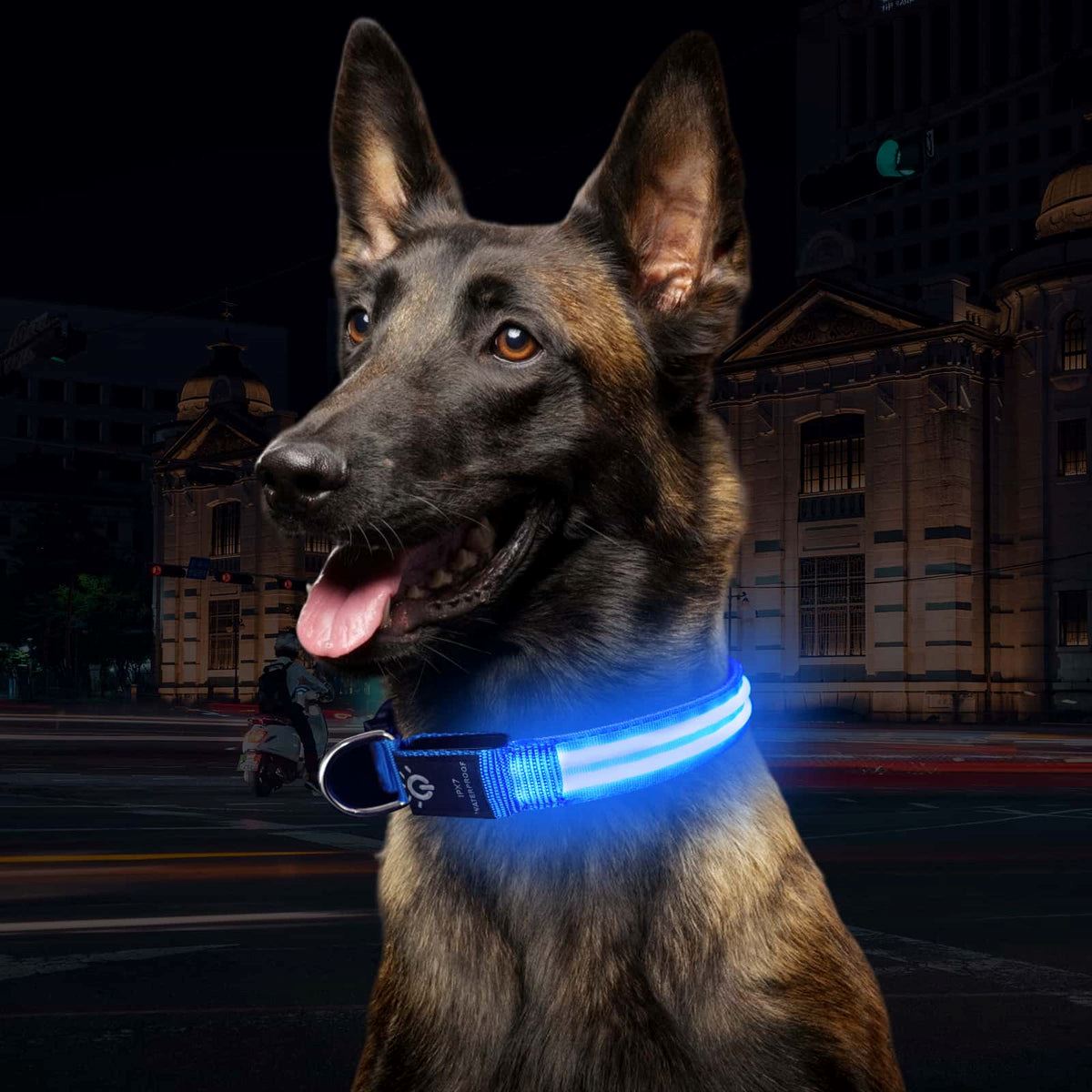 Collier de Chien - LEDCollarDog™ - Bleu - Mon chien confortable