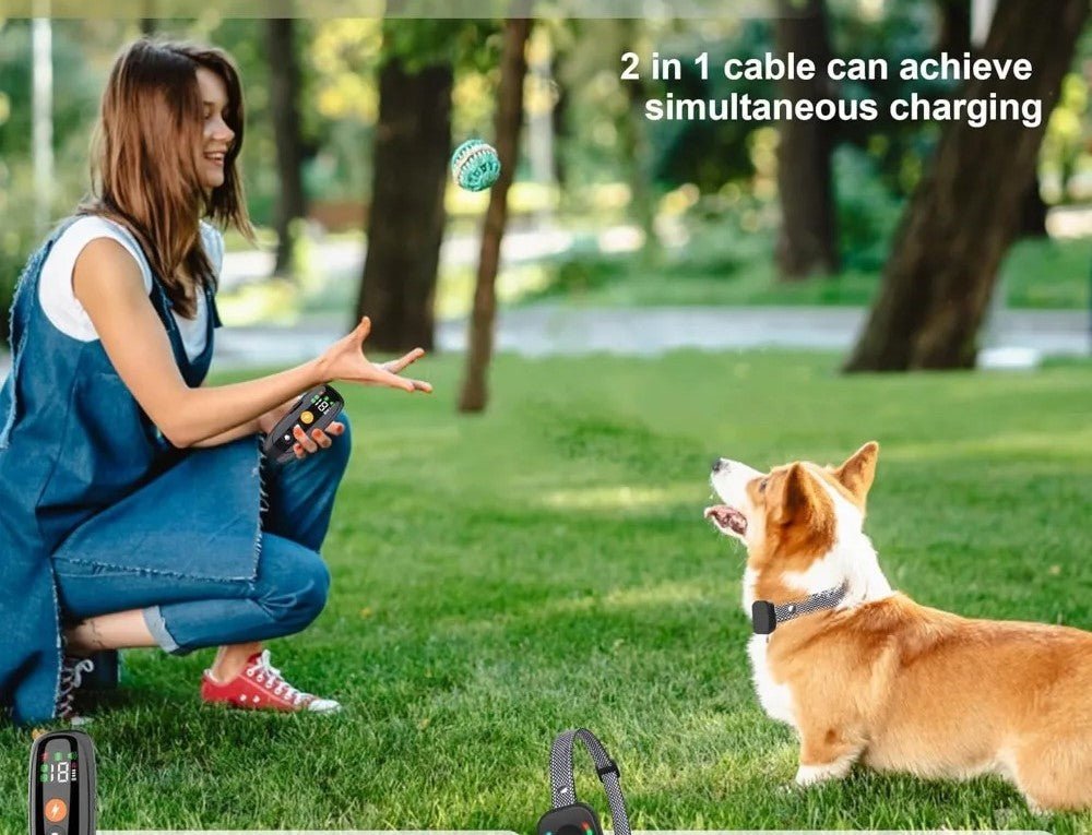collier de dressage pour chien - Mon chien confortable