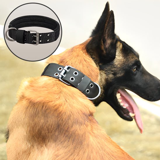 collier de dressage pour chien - Mon chien confortable