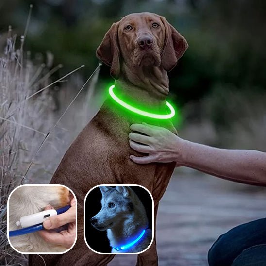 collier electrique chien - Mon chien confortable