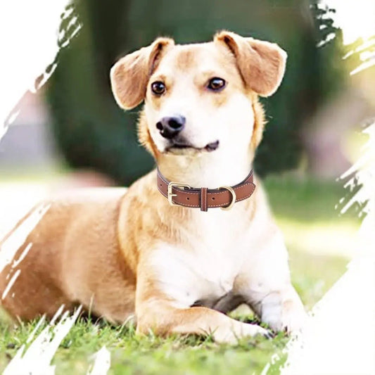 collier en cuir pour chien - Mon chien confortable
