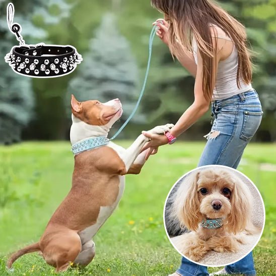 collier en cuir pour chien - Mon chien confortable