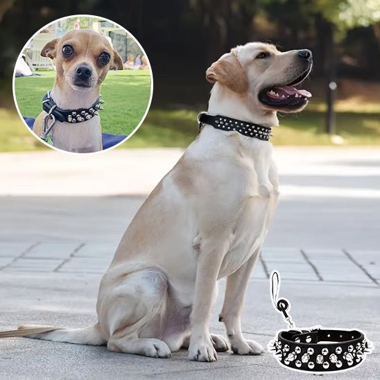 collier en cuir pour chien - Mon chien confortable