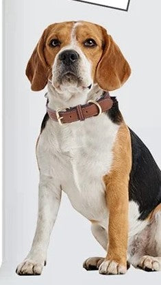 collier en cuir pour chien