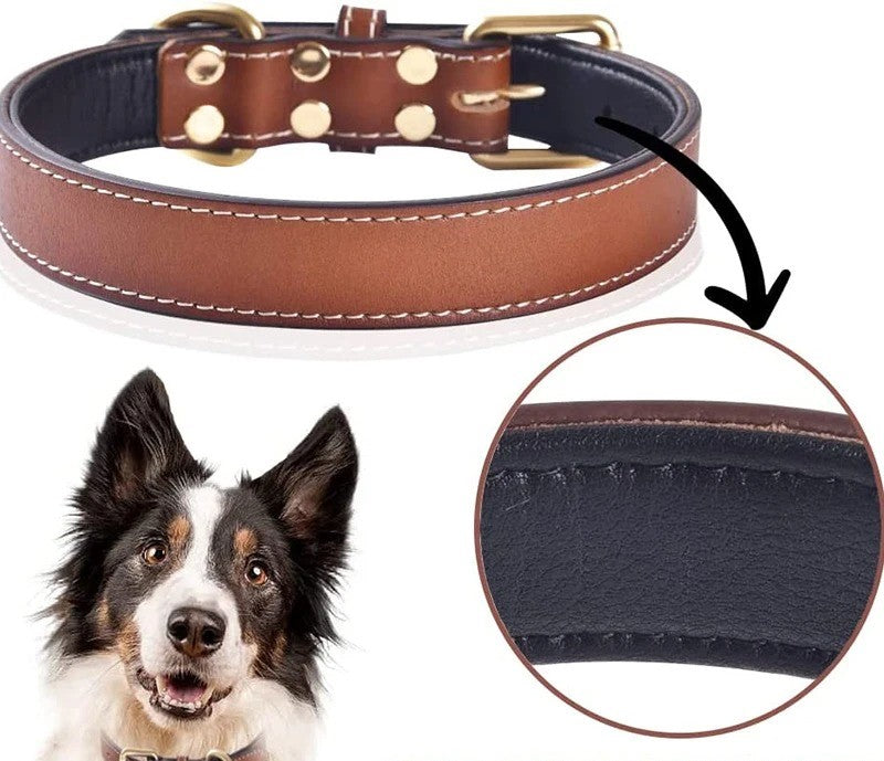 collier en cuir pour chien