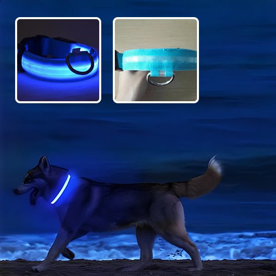 collier lumineux chien - Mon chien confortable