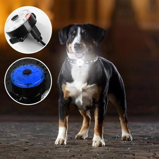 collier lumineux chien - Brillant - Mon chien confortable