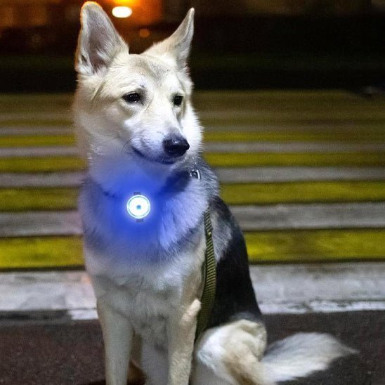 collier lumineux chien - Brillant - Mon chien confortable