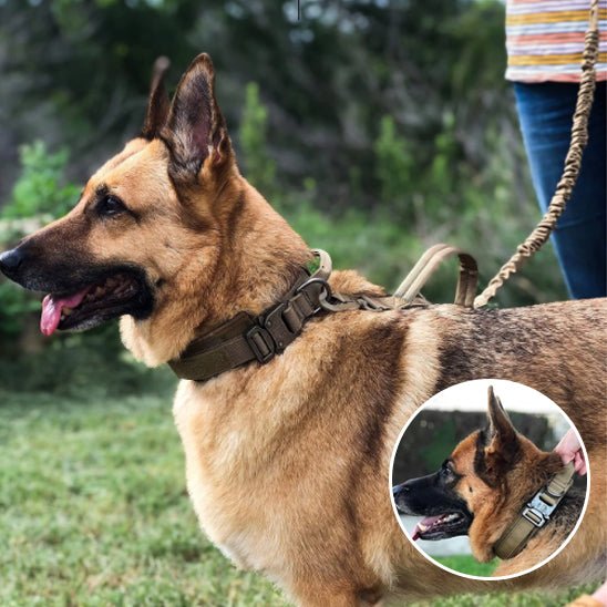 collier pour chien personnalisable - Mon chien confortable