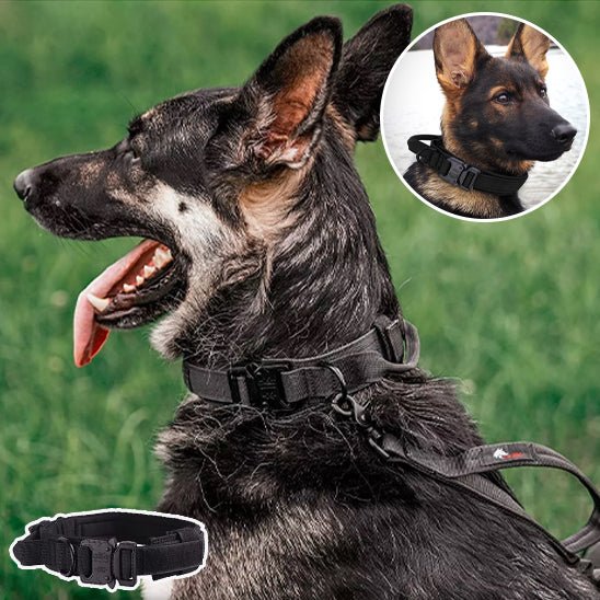 collier pour chien personnalisable - Mon chien confortable
