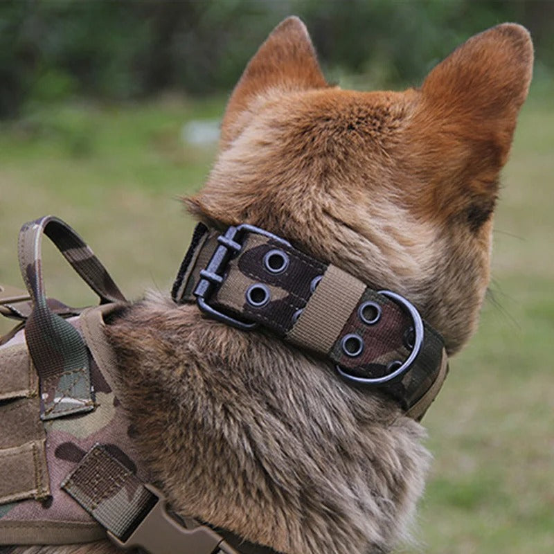 collier chien-ML