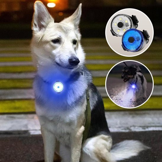 Colliers lumineux pour chien - Brillant - Mon chien confortable