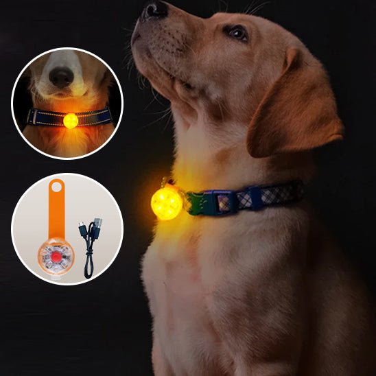 Colliers lumineux pour chien - Brillant - Mon chien confortable