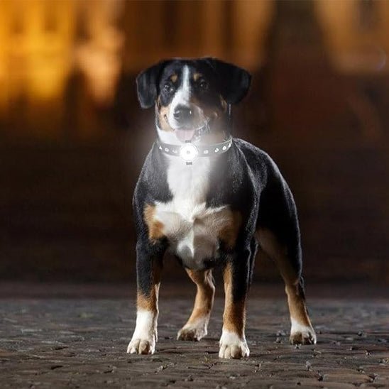 Colliers lumineux pour chien - Brillant - Mon chien confortable