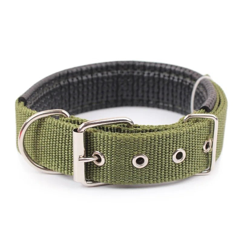 dressage chien collier - Mon chien confortable