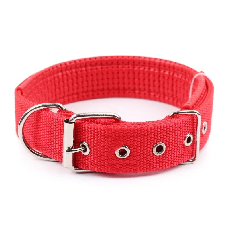 dressage chien collier - Mon chien confortable