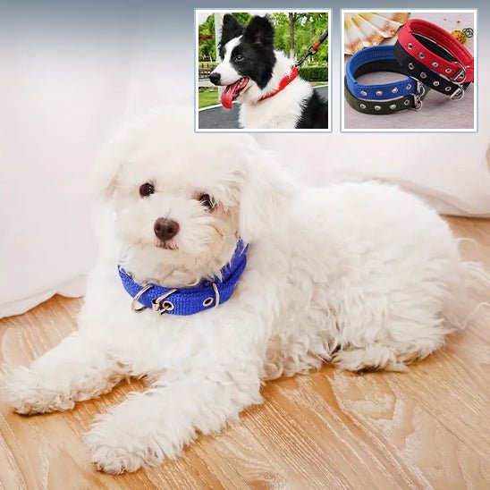 dressage chien collier - Mon chien confortable