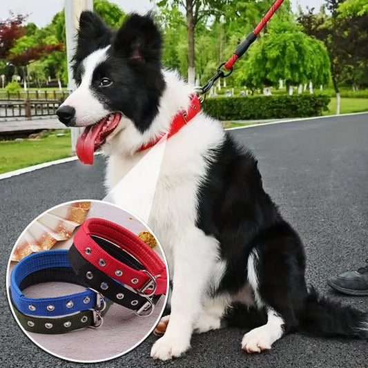 dressage chien collier - Mon chien confortable