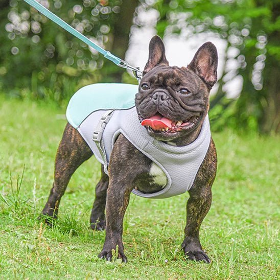 gilet de sauvetage chien - Mon chien confortable