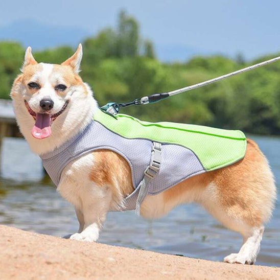 gilet de sauvetage chien - Mon chien confortable
