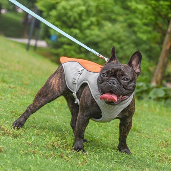 gilet de sauvetage pour chien - Mon chien confortable