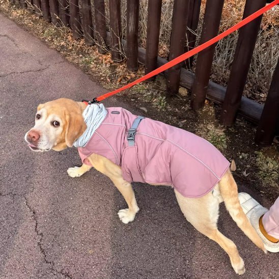 Gilet de sauvetage pour chien - Hiver - Mon chien confortable