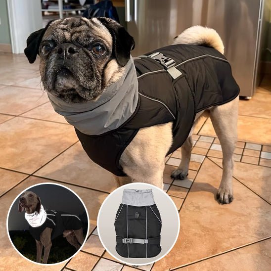 Gilet de sauvetage pour chien - Hiver - Mon chien confortable