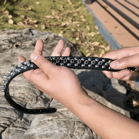 collier en cuir pour chien