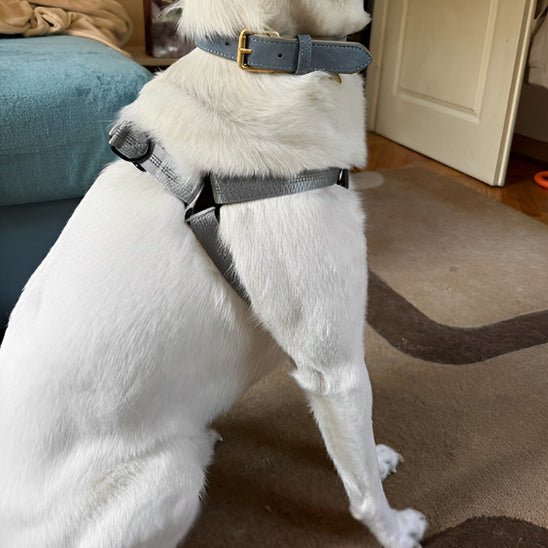 harnais anti traction - Mon chien confortable