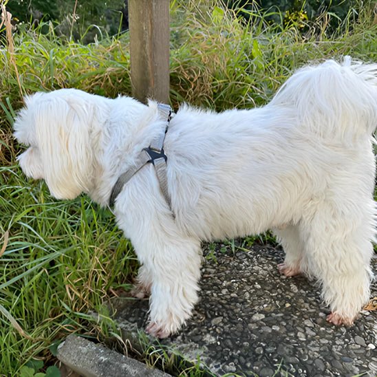 harnais anti traction - Mon chien confortable