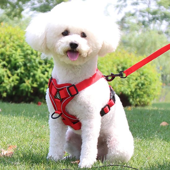 harnais anti traction pour chien - Mon chien confortable