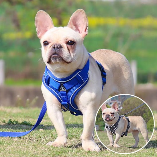 harnais anti traction pour chien - Mon chien confortable