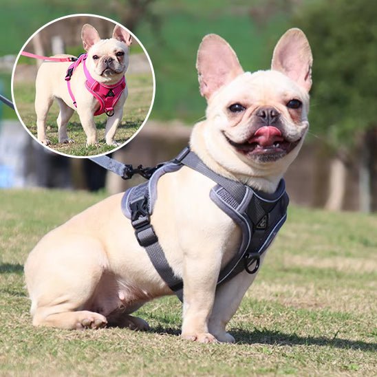harnais anti traction pour chien - Mon chien confortable