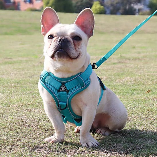 harnais anti traction pour chien - Mon chien confortable