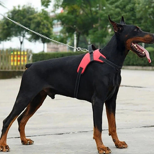 harnais chien - Mon chien confortable