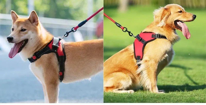 harnais chien - Mon chien confortable