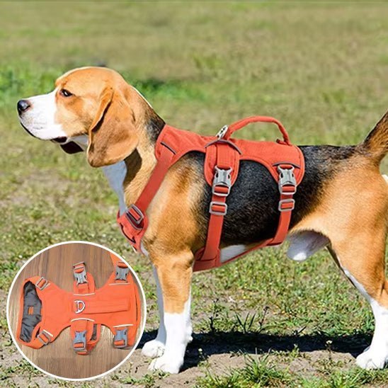 harnais chien - GN - Mon chien confortable