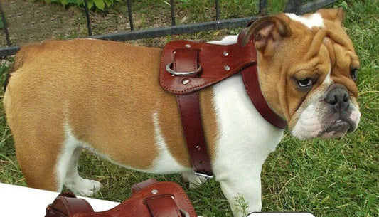 harnais chien - HarNISSAN - Mon chien confortable