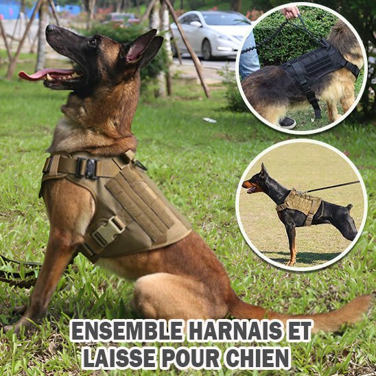 Harnais chien - sécurité - Mon chien confortable