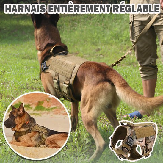 Harnais chien - sécurité - Mon chien confortable
