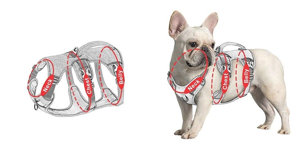 harnais pour chien - Bon - Mon chien confortable