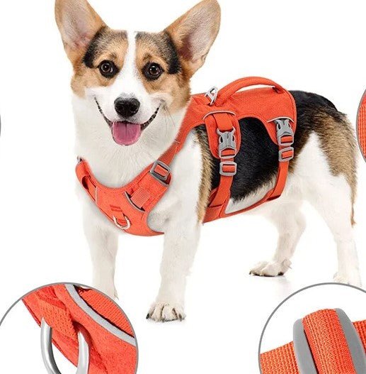 harnais pour chien - Bon - Mon chien confortable