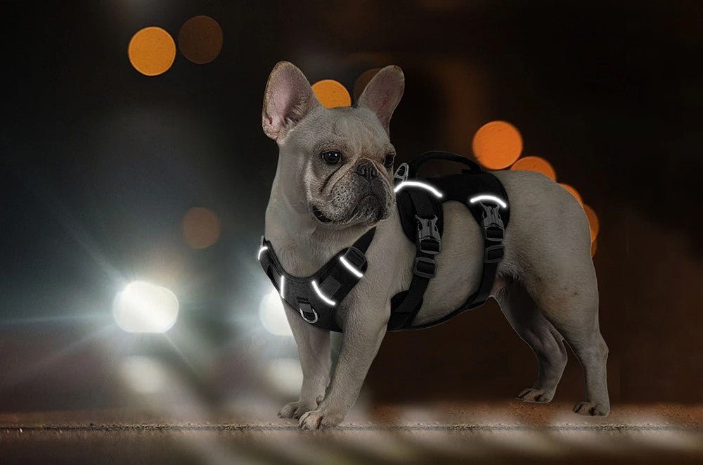 harnais pour chien - Bon - Mon chien confortable