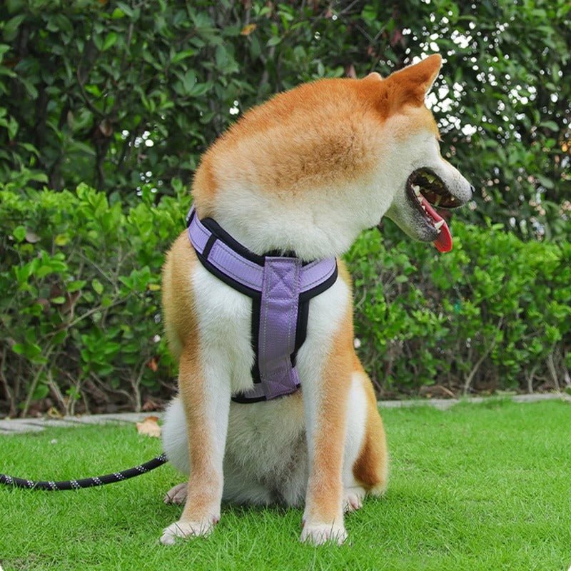 Harnais pour chien - SFP - Mon chien confortable