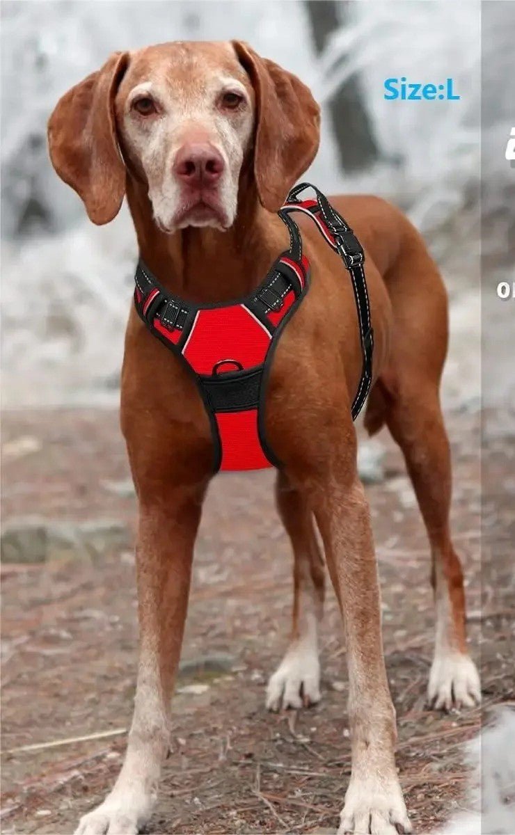 Harnais pour chien - SFP en cuir - Mon chien confortable