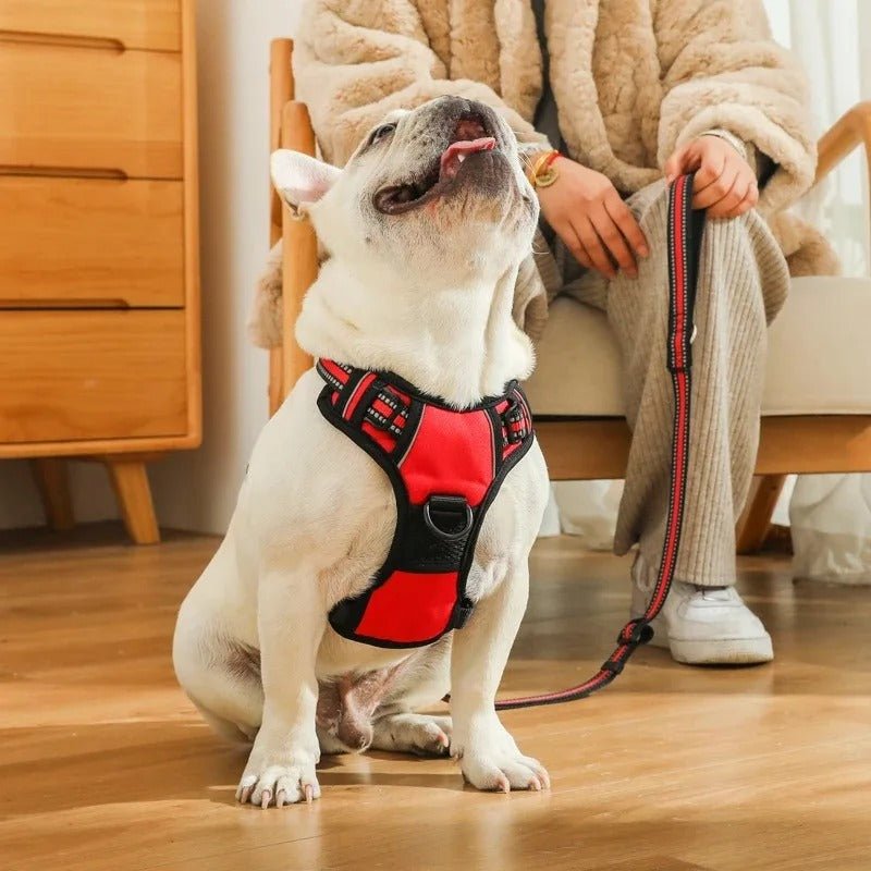 Harnais pour chien - SFP réglable - Mon chien confortable